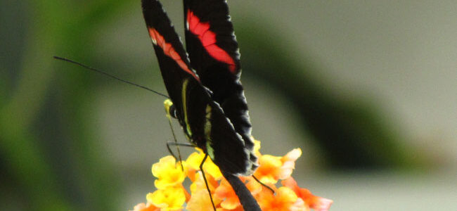Le Jardin aux Papillons, à Vannes