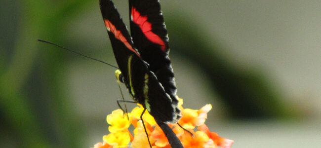 Le Jardin aux Papillons, &agrave; Vannes