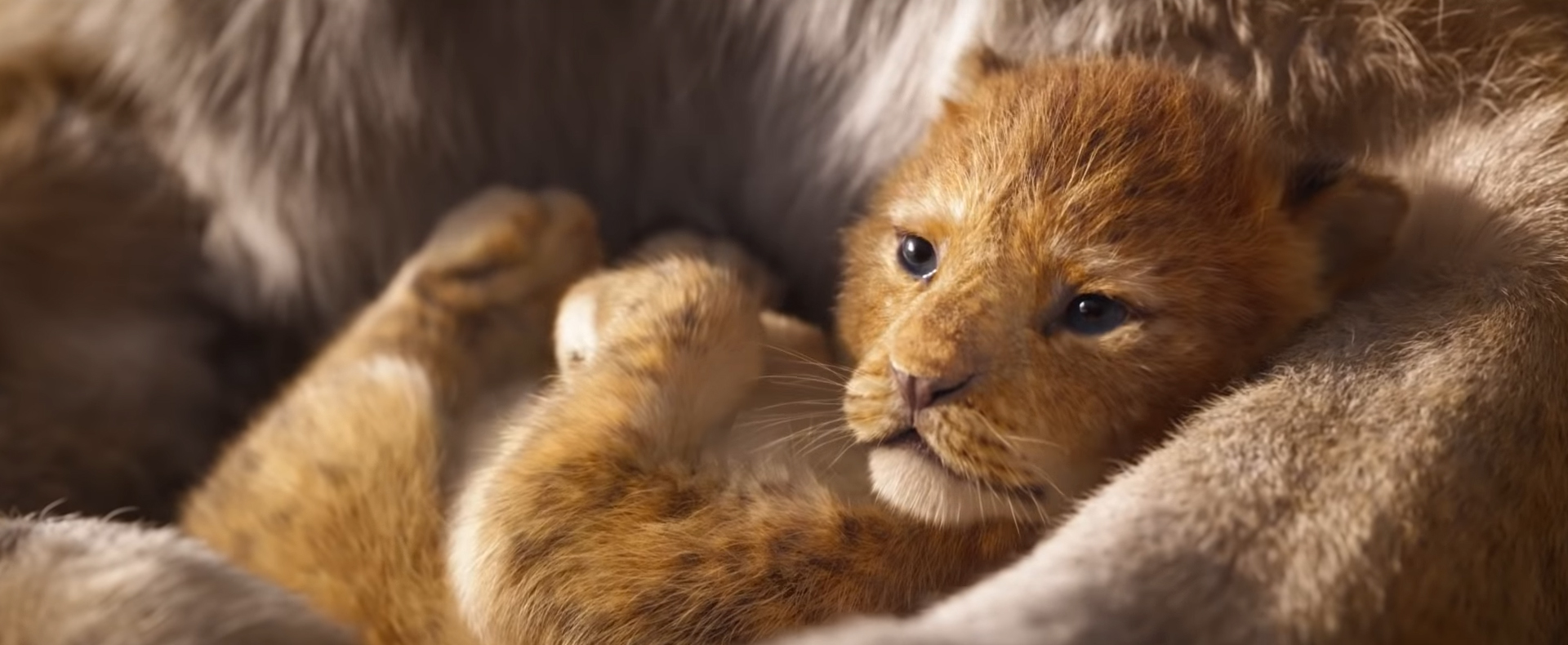 Première bande annonce pour le film «Le Roi Lion»